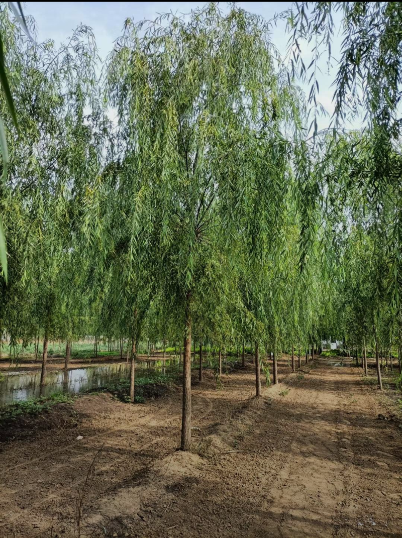 西湖垂柳12-10公分，自家苗圃一手货源，品质高价格低