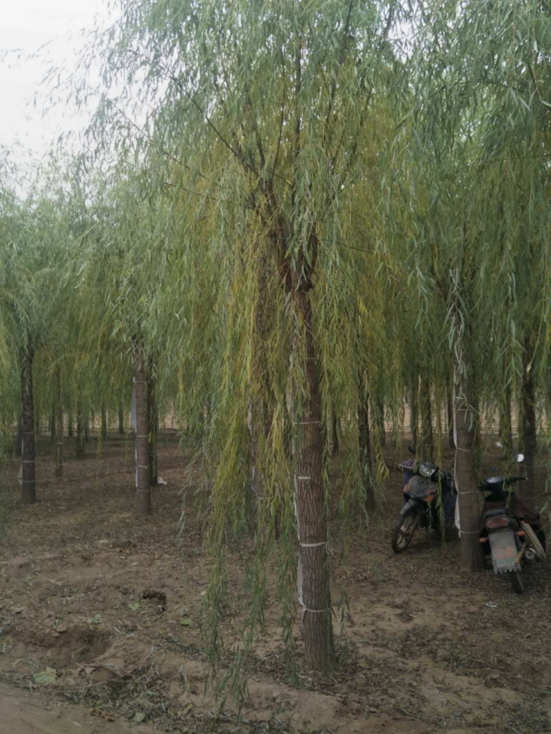速生垂柳6-10公分，精品垂柳，自家苗圃，品质好价格低