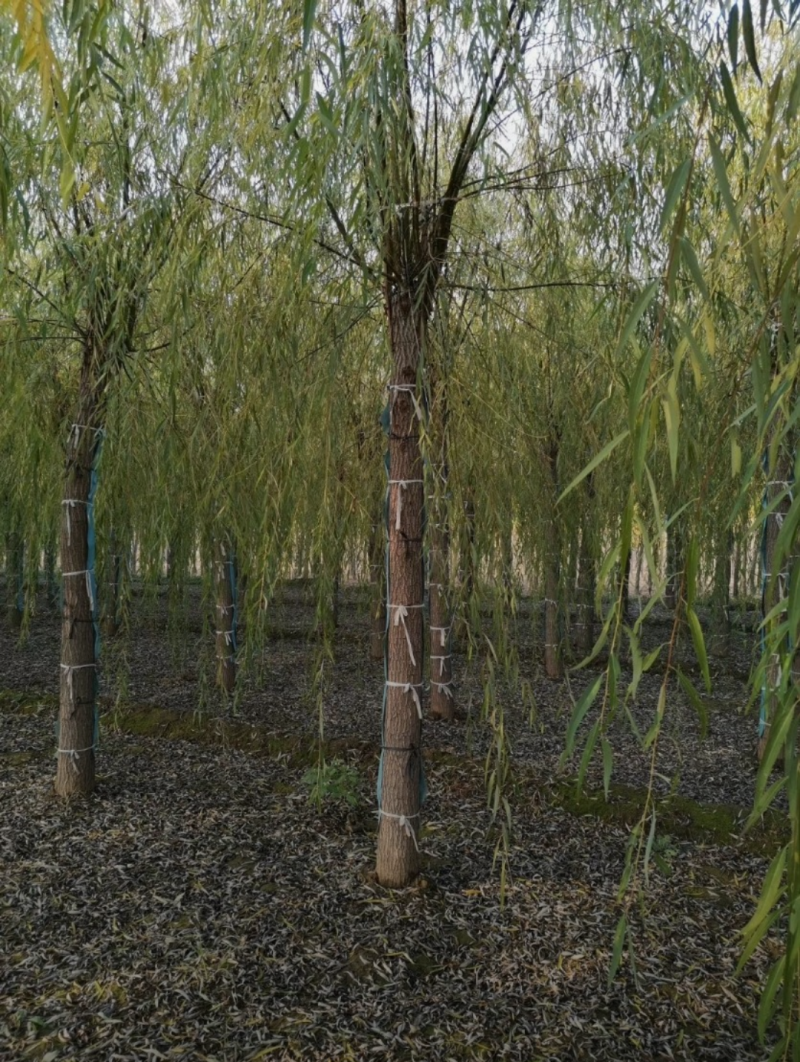速生垂柳6-10公分，精品垂柳，自家苗圃，品质好价格低