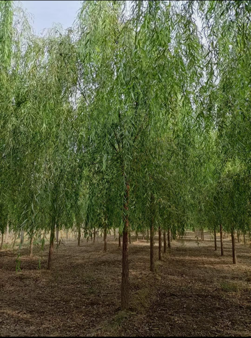 速生垂柳6-10公分，精品垂柳，自家苗圃，品质好价格低