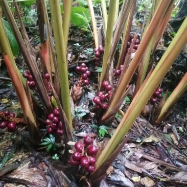 鲜草果