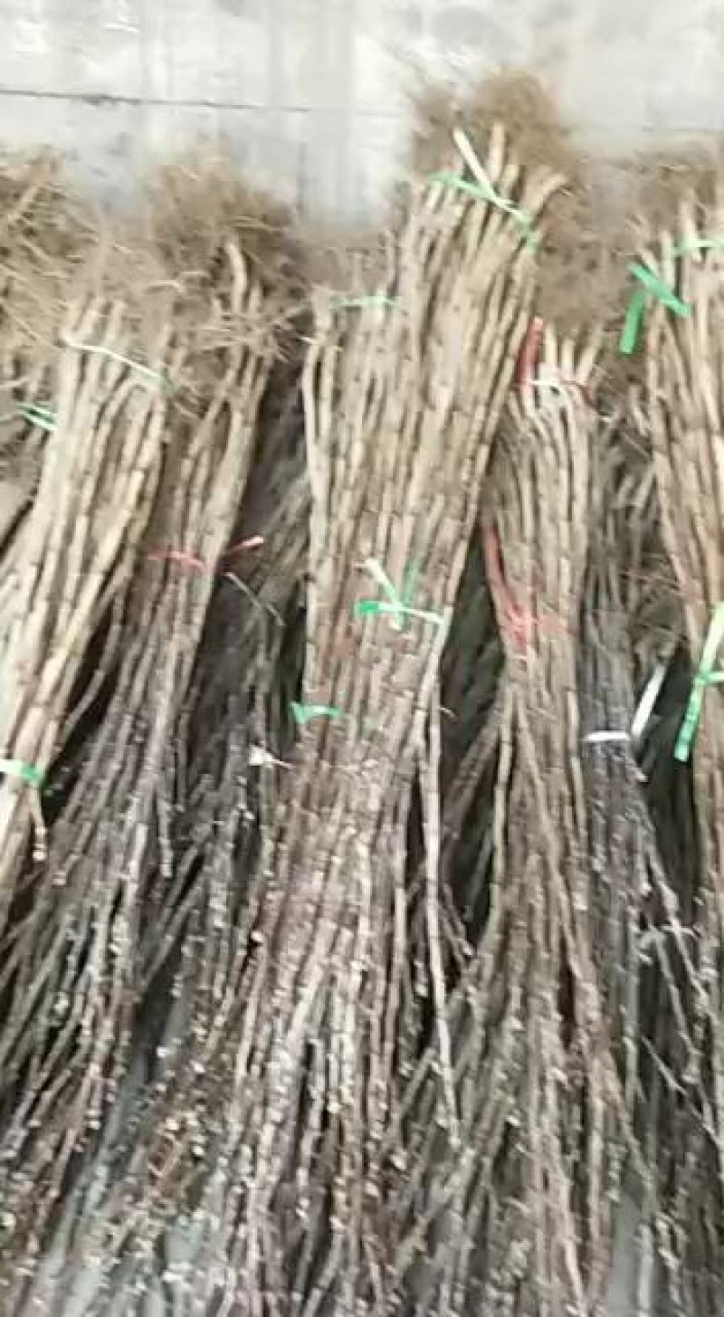 大金星山楂苗，现挖现发货成活率高。