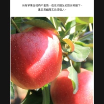 不套袋苹果