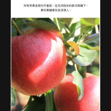 不套袋苹果