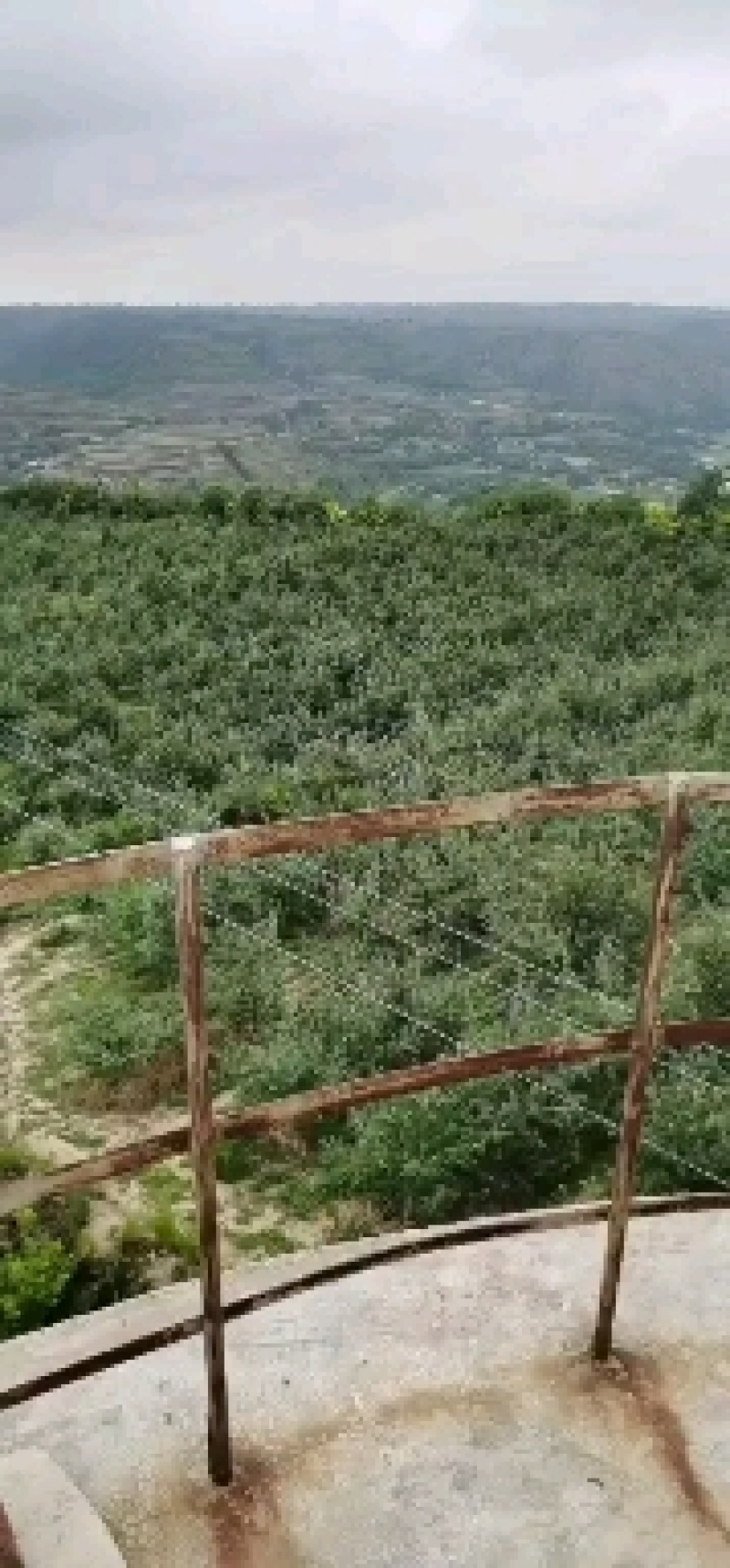 不套袋苹果