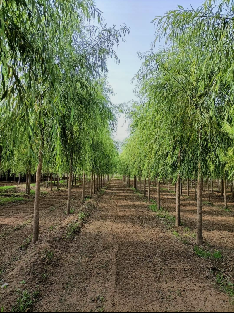 西湖垂柳，12-20公分，精品垂柳，自家苗圃一手货源，