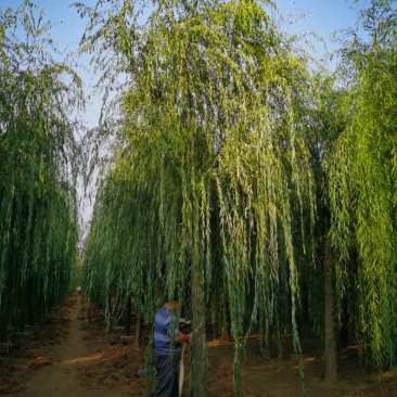 西湖垂柳,12-20公分,精品垂柳,自家苗圃一手货源,