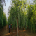 西湖垂柳,12-20公分,精品垂柳,自家苗圃一手货源,