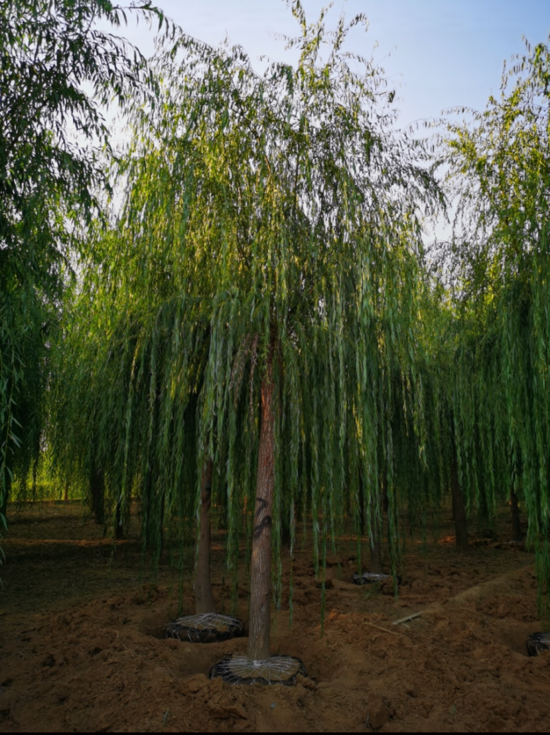 西湖垂柳，12-20公分，精品垂柳，自家苗圃一手货源，