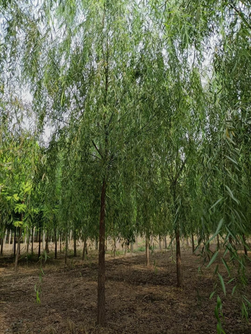 西湖垂柳，12-20公分，精品垂柳，自家苗圃一手货源，