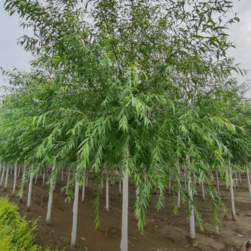 旱快柳3-20公分，精品旱柳，自家苗圃一手货源大量出售