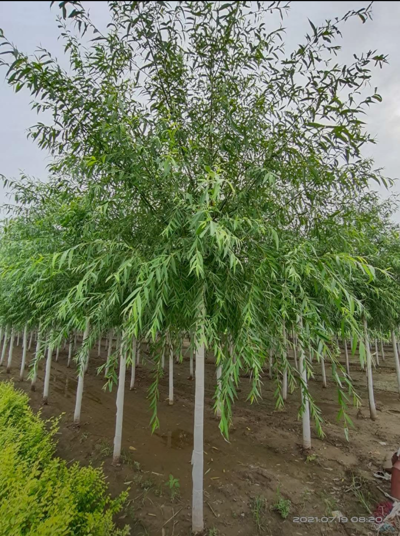 旱快柳3-20公分，精品旱柳，自家苗圃一手货源大量出售