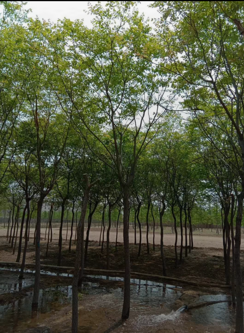 旱快柳3-20公分，精品旱柳，自家苗圃一手货源大量出售