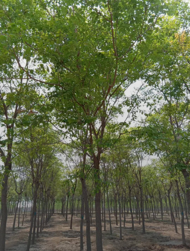 旱快柳3-20公分，精品旱柳，自家苗圃一手货源大量出售