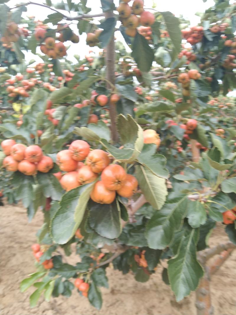山楂果，水果山楂，大金星，小山楂