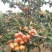 山楂果，水果山楂，大金星，小山楂