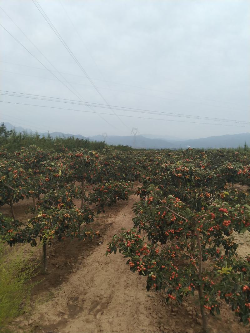 山楂果，水果山楂，大金星，小山楂
