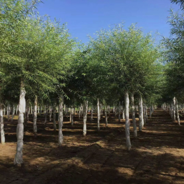 旱快柳11-20公分,大量出售精品旱柳,自家苗圃一手货源