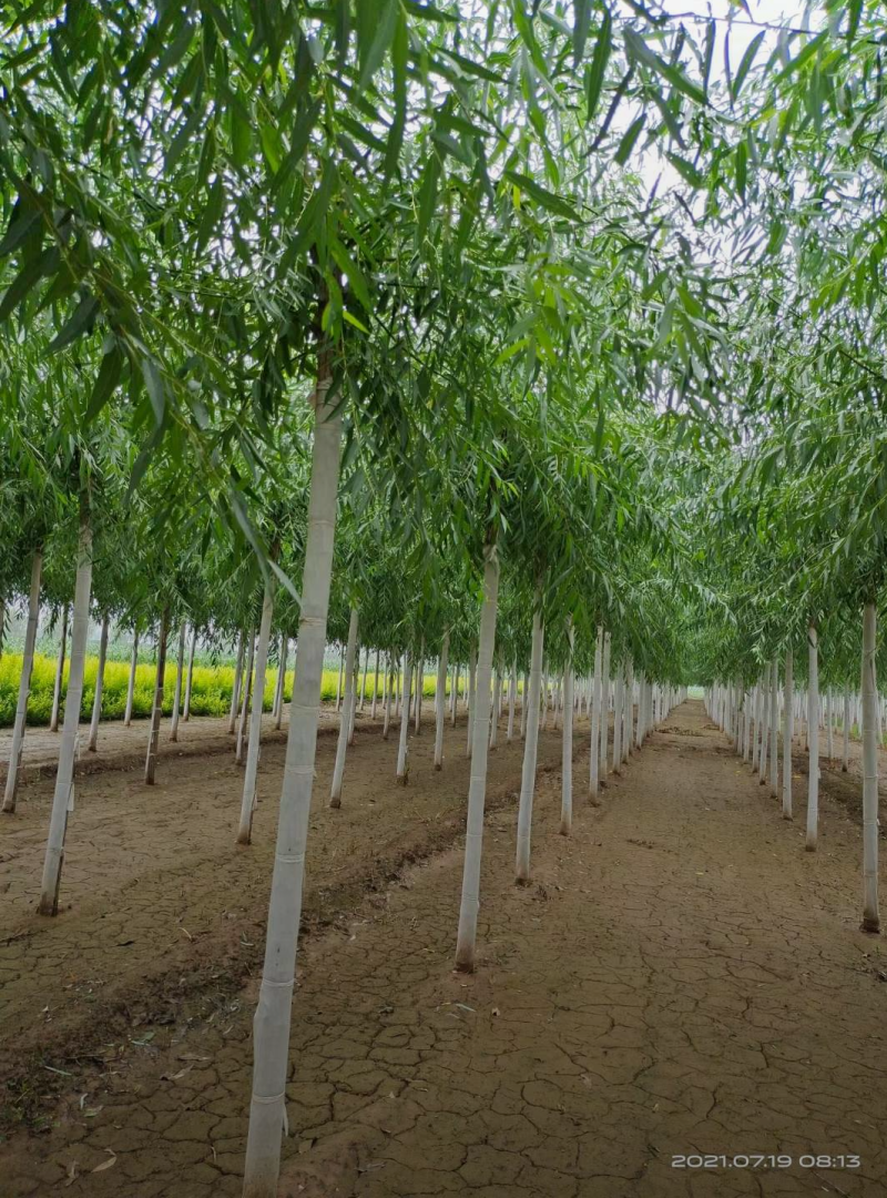 旱快柳11-20公分，大量出售精品旱柳，自家苗圃一手货源
