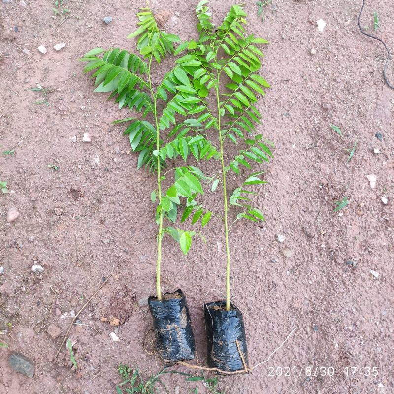 黄花梨苗降香黄檀苗名贵树种带土带叶广西发货