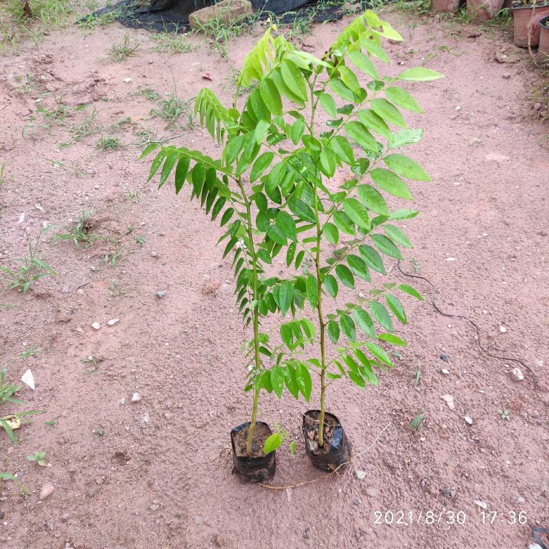 黄花梨苗降香黄檀苗名贵树种带土带叶广西发货