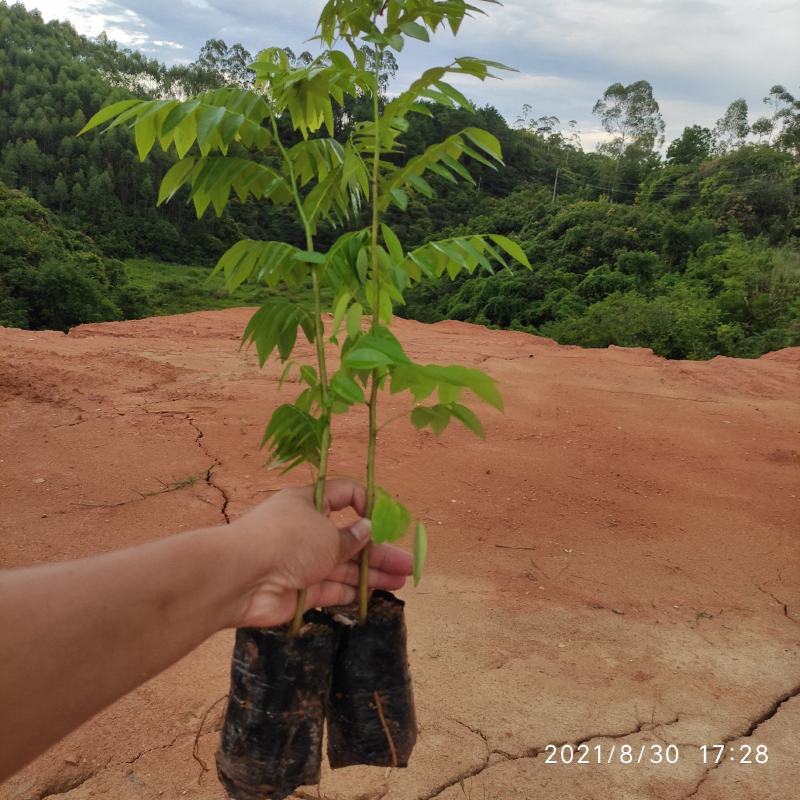 黄花梨苗降香黄檀苗名贵树种带土带叶广西发货