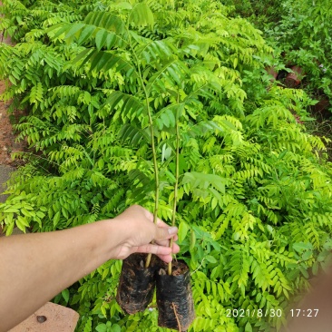 黄花梨苗降香黄檀苗名贵树种带土带叶广西发货