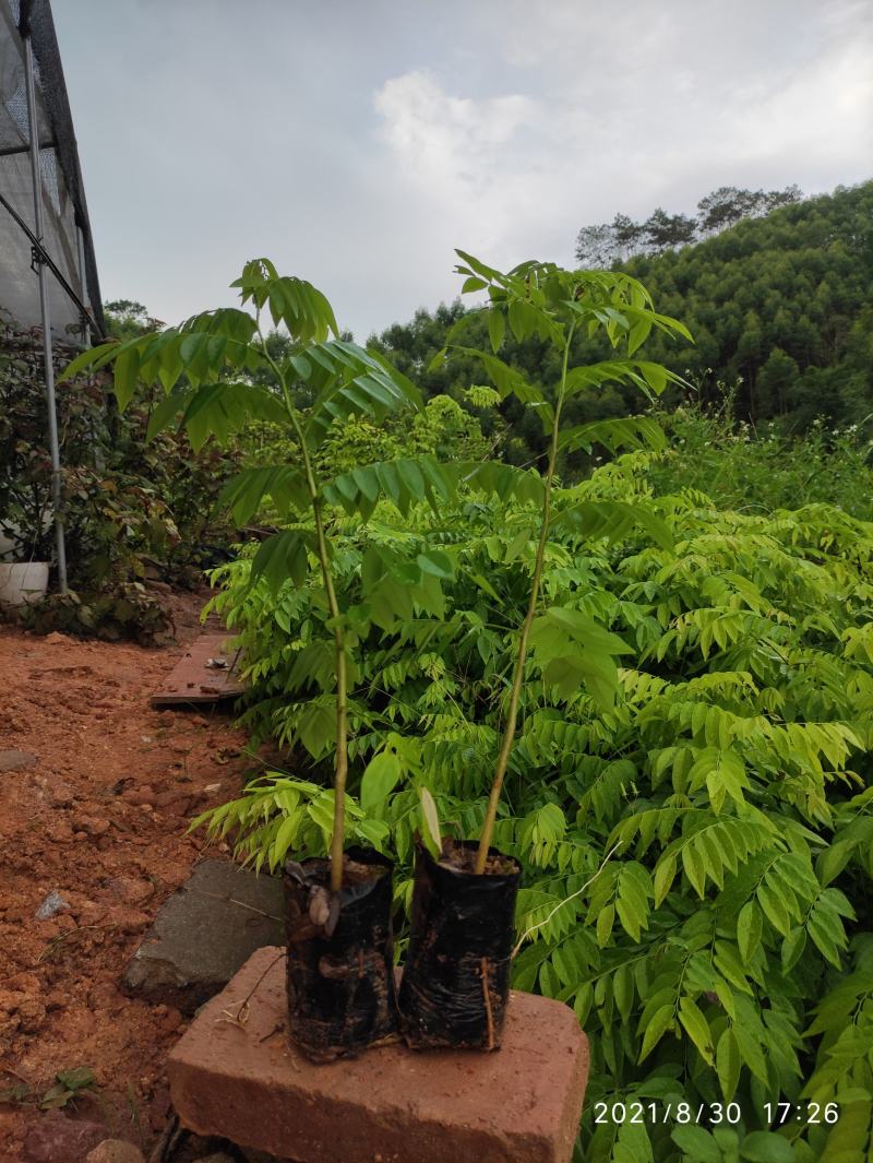 黄花梨苗降香黄檀苗名贵树种带土带叶广西发货
