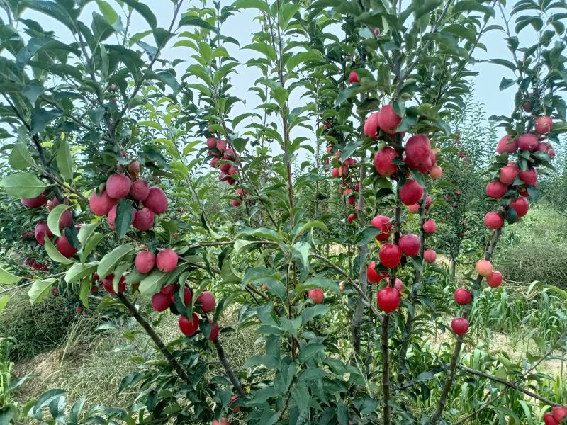 鸡心果