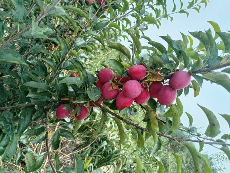 鸡心果
