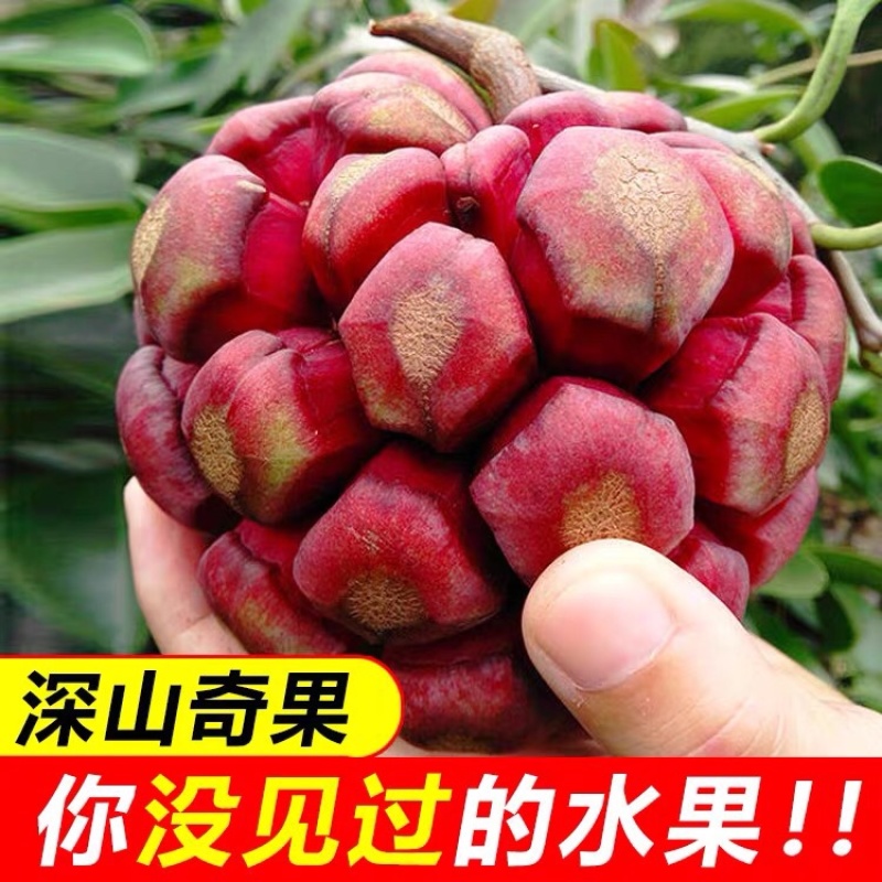 黑老虎新鲜布福娜水果酒饭团顺丰包邮包售后一件代发