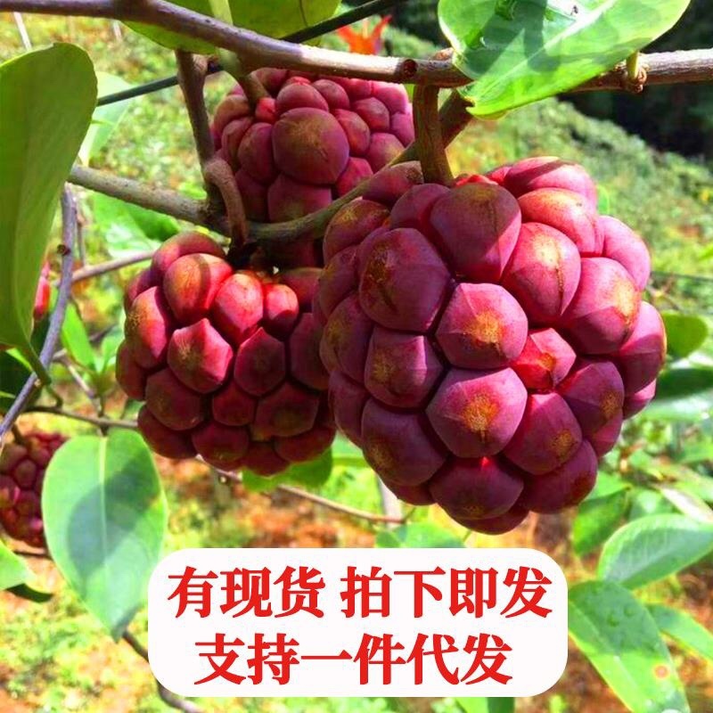 黑老虎布福娜稀有水果批发、一件代发顺丰包邮