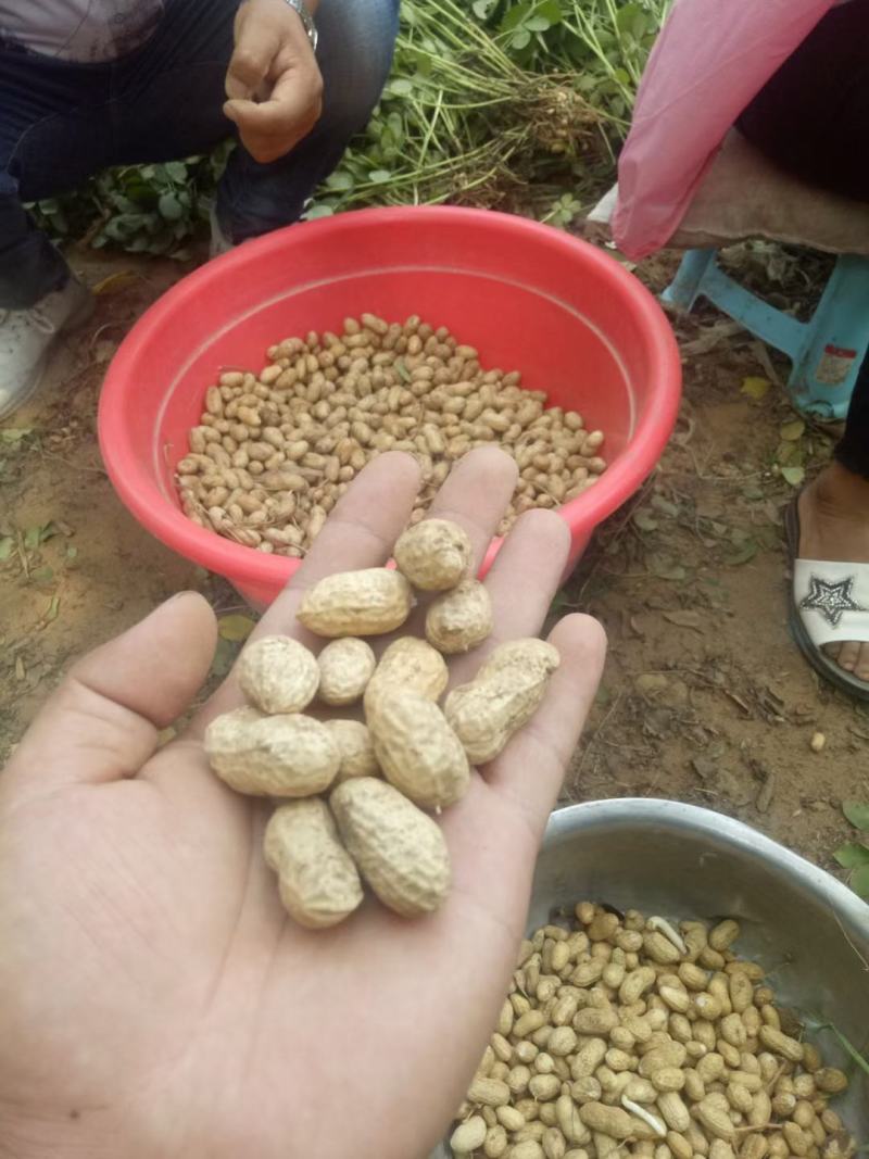 精品小果湿花生，鲁花，白沙，代发加工厂，电商，商超量大
