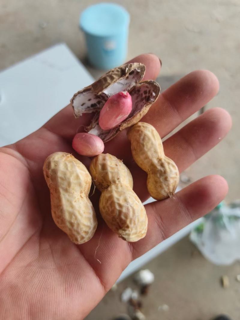 精品小果湿花生，鲁花，白沙，代发加工厂，电商，商超量大