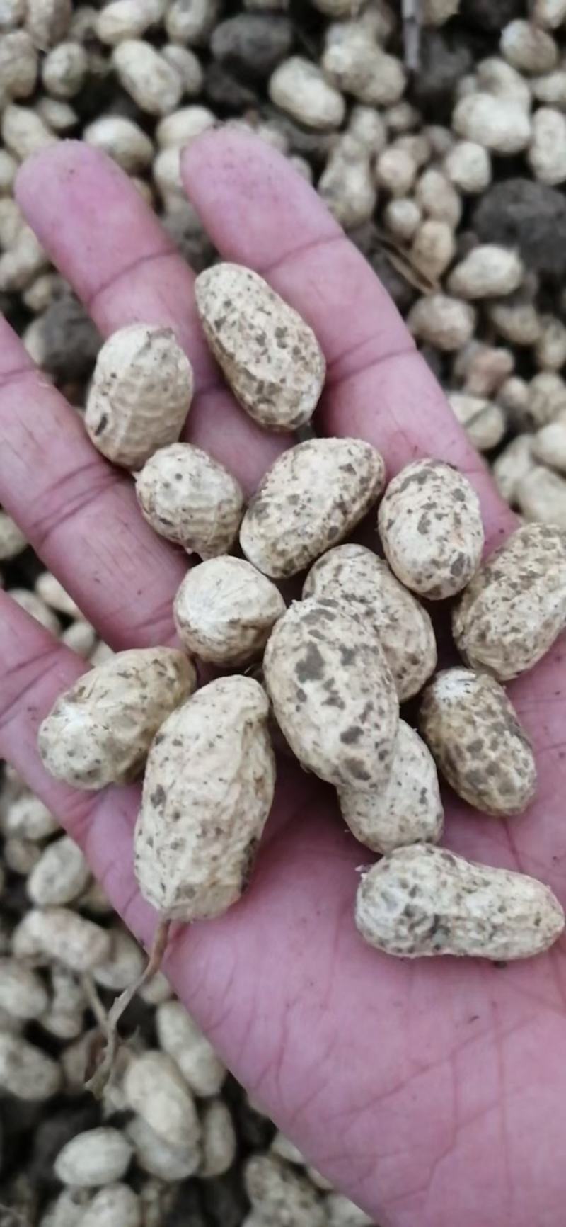精品小果湿花生，鲁花，白沙，代发加工厂，电商，商超量大