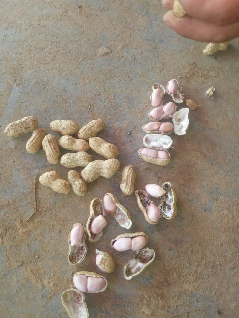 精品小果湿花生，鲁花，白沙，代发加工厂，电商，商超量大