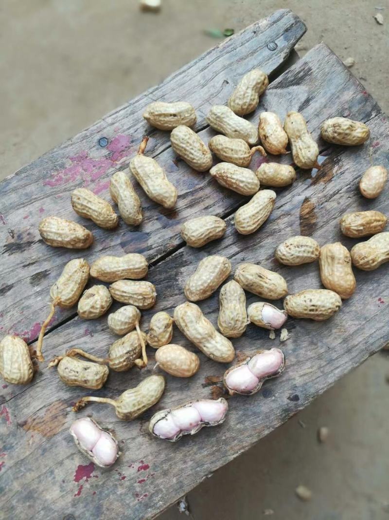 精品小果湿花生，鲁花，白沙，代发加工厂，电商，商超量大