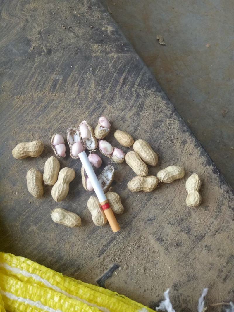 精品小果湿花生，鲁花，白沙，代发加工厂，电商，商超量大