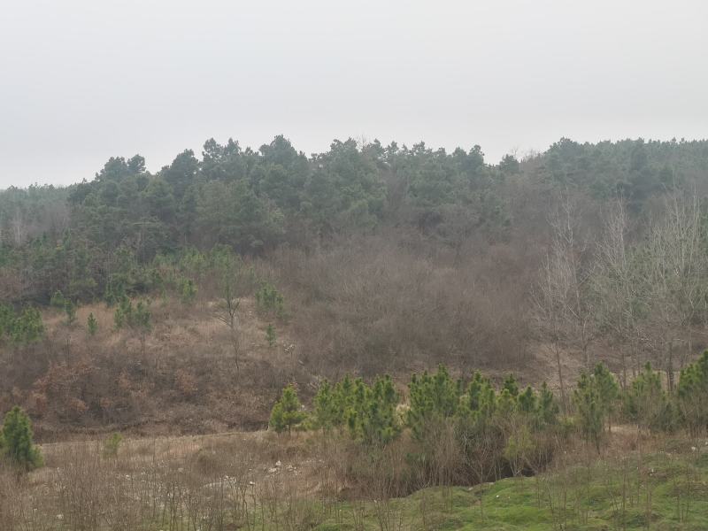 5000多亩山林地30年可种养殖可休闲康养可风电光伏