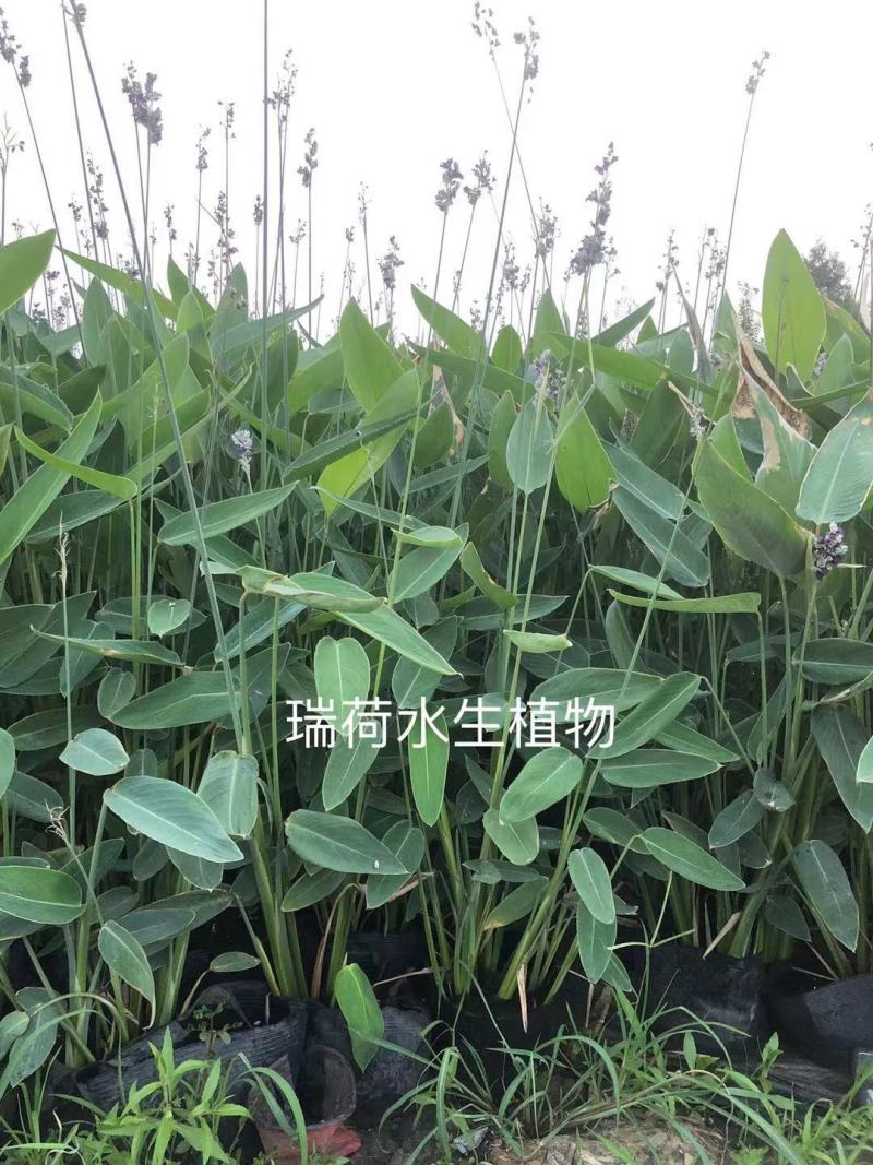 再力花盆栽再力花白洋淀瑞荷水生植物基地自产自销