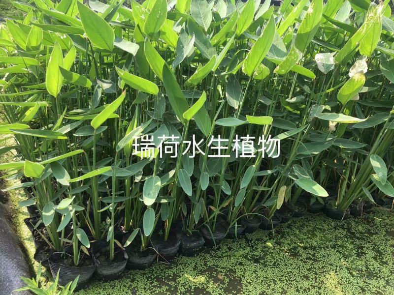 再力花盆栽再力花白洋淀瑞荷水生植物基地自产自销
