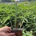 再力花盆栽再力花白洋淀瑞荷水生植物基地自产自销