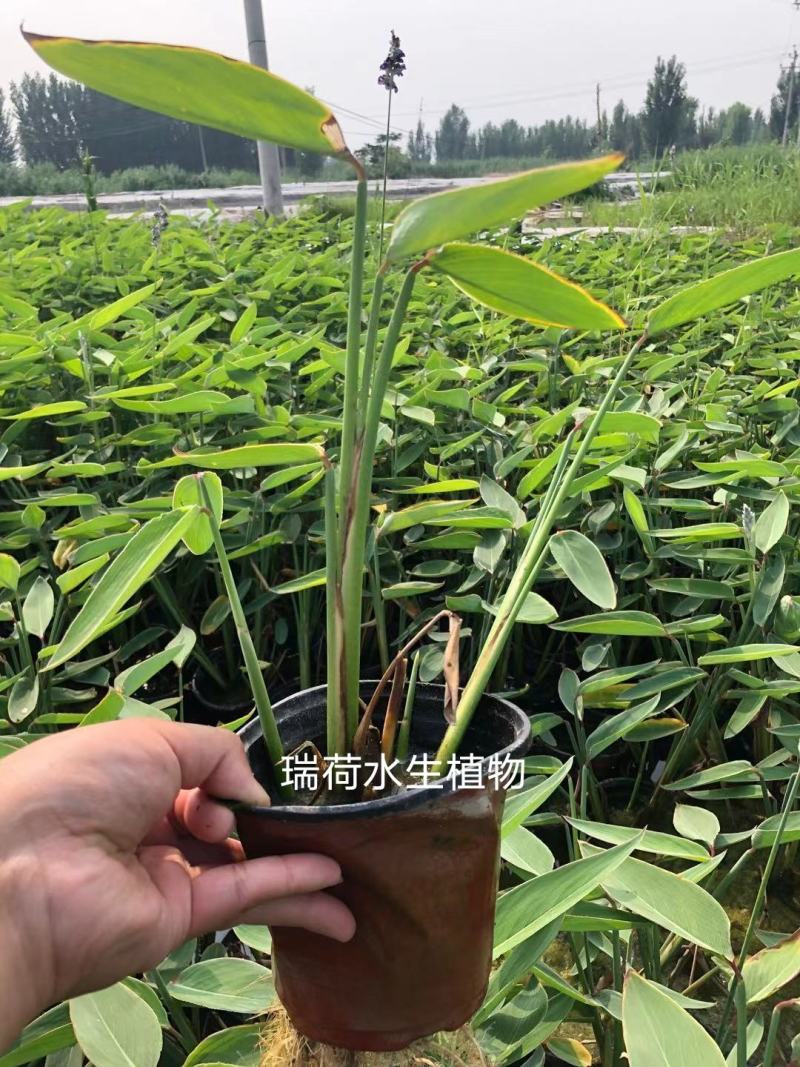 再力花盆栽再力花白洋淀瑞荷水生植物基地自产自销