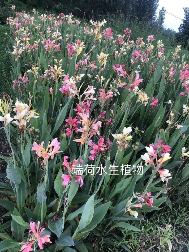 水生美人蕉美人蕉盆栽美人蕉白洋淀瑞荷水生植物