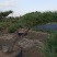 黑松江苏山东造型黑松地景松景观黑松盆景桩造型黑松树黑松桩