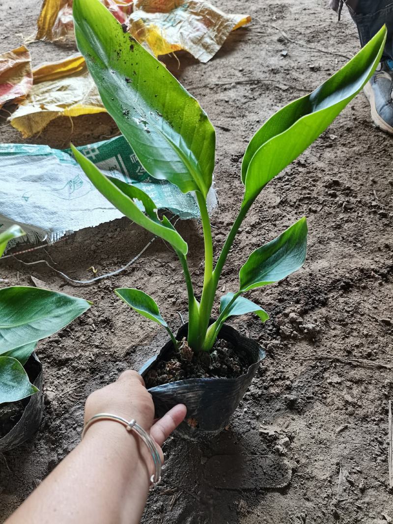 鹤望兰白花天堂鸟袋苗盆苗筛苗常年供货一手货源发货