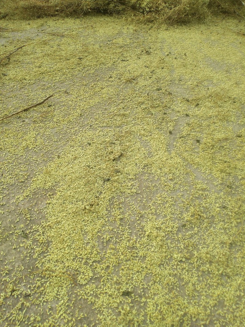 全州县金槐种值基地