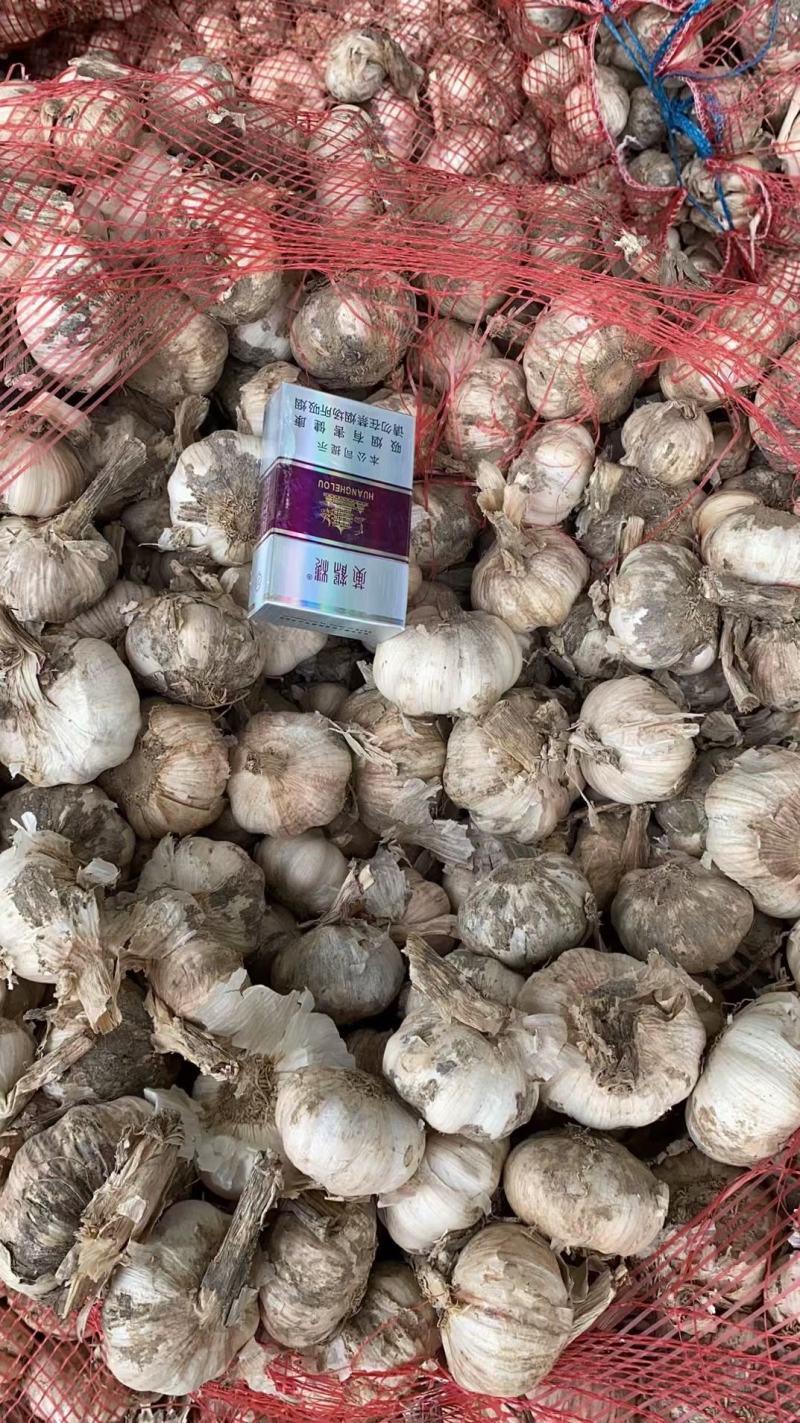 开封大蒜-紫皮蒜产地现货品质好价格优惠