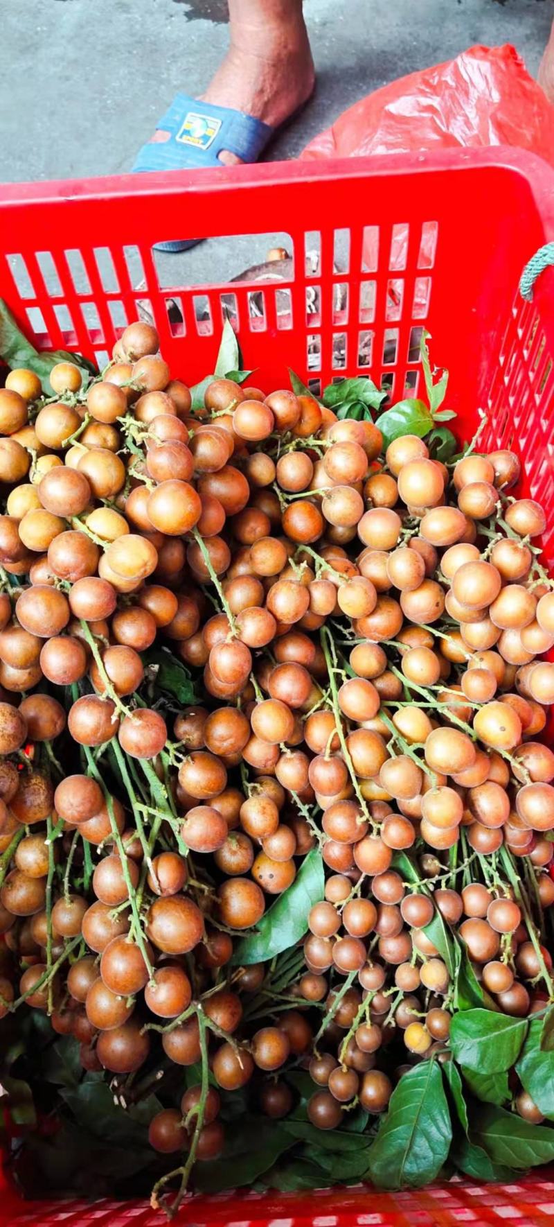桂林黄皮果苗，鸡心黄皮果苗，黑黄皮果苗，无核黄皮果苗，
