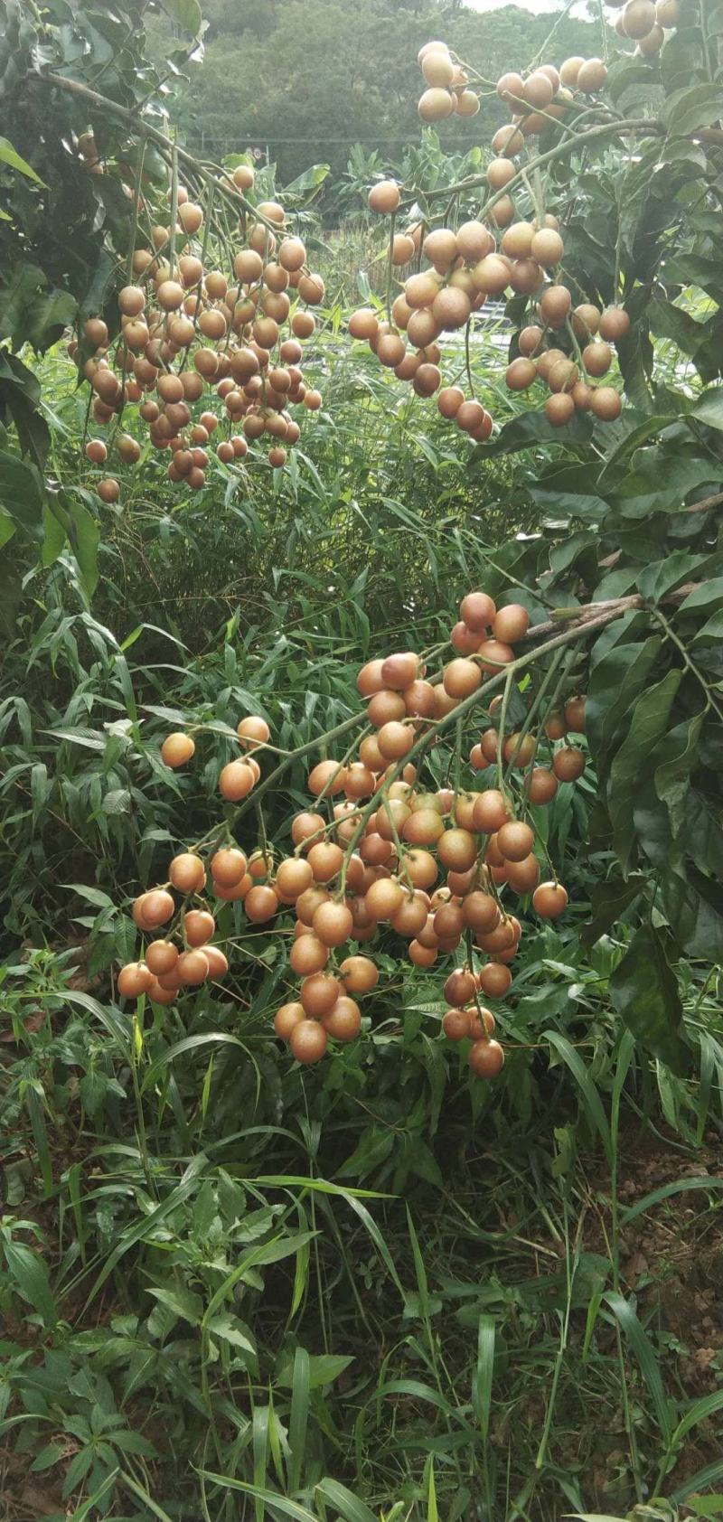 桂林黄皮果苗，鸡心黄皮果苗，黑黄皮果苗，无核黄皮果苗，